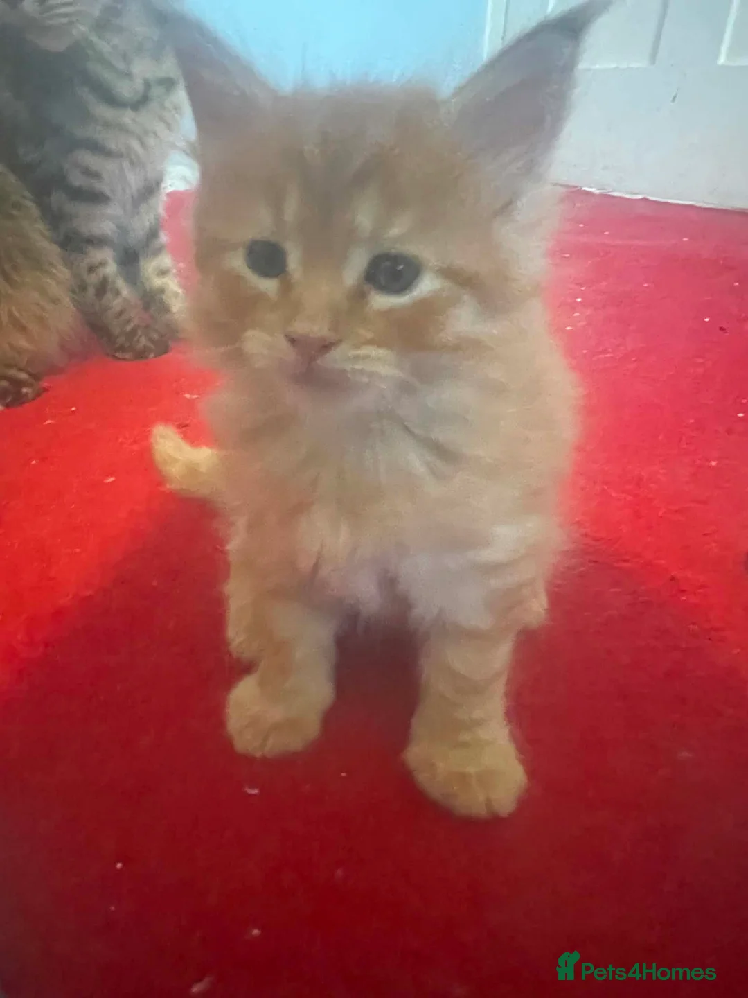 Maine Coon cats for sale: Maine coon ready 11th june - Advert 2