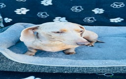Miniature Dachshund dogs for sale: Miniature Dachshund - KC reg - Image 6