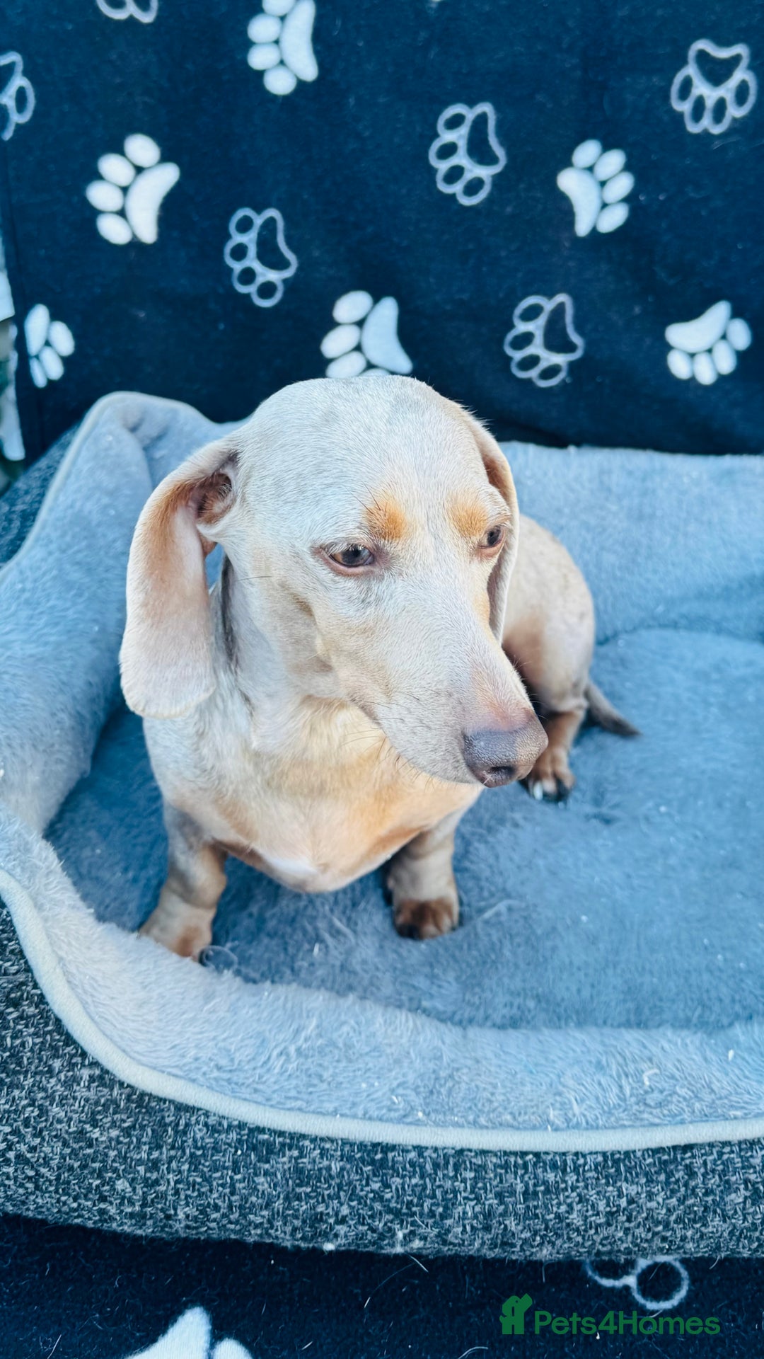 Miniature Dachshund dogs for sale: Miniature Dachshund - KC reg - Image 6