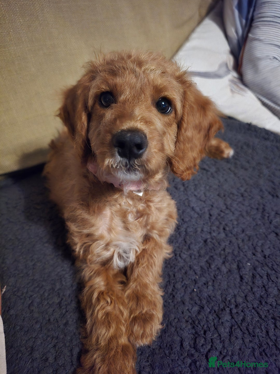 Cockapoo dogs for sale: 11 week old girl cockapoo - Image 3