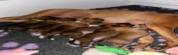 Boxer dogs for sale: Boxer Puppies - Advert 15