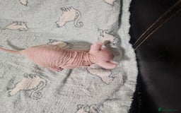 Sphynx cats for sale: From odd eyes father elf shpynx tica pedigree.  - Image 10