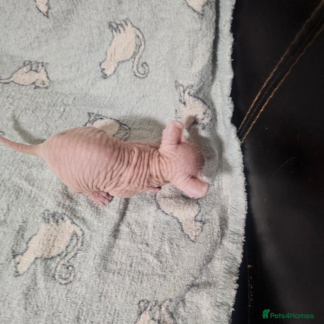 Sphynx cats for sale: From odd eyes father elf shpynx tica pedigree.  - Image 10