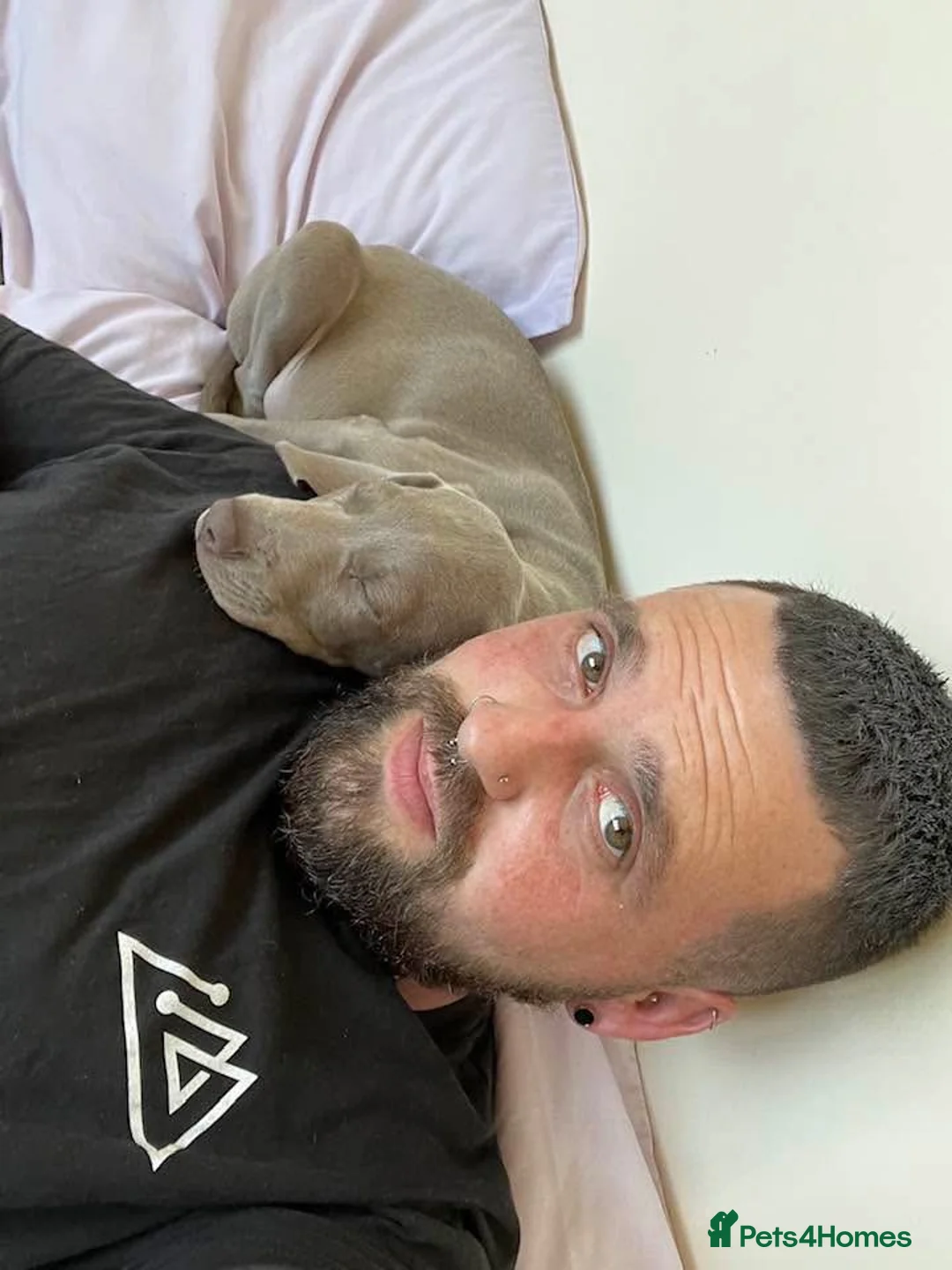 Weimaraner dogs for sale: Hallie  - Advert 10