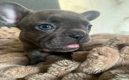 French Bulldog dogs for sale: Adorable 7 week old frenchie puppies - Image 19