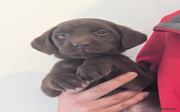 Labrador Retriever dogs for sale: Working Line Chocolate Labrador puppies  - Image 18