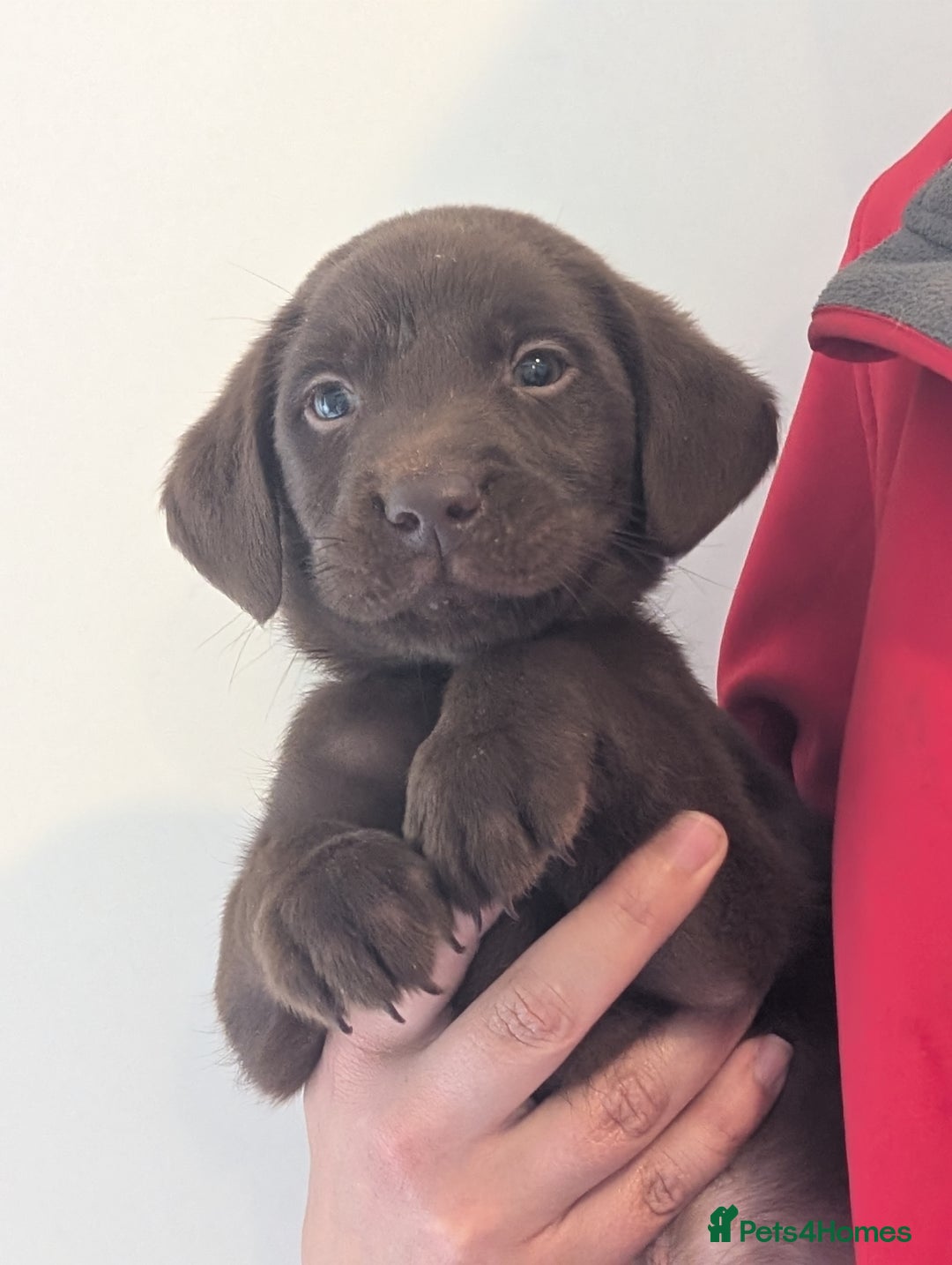 Labrador Retriever dogs for sale: Working Line Chocolate Labrador puppies  - Image 18