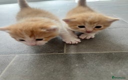 Mixed Breed cats for sale: Gorgeous ginger males  - Image 3