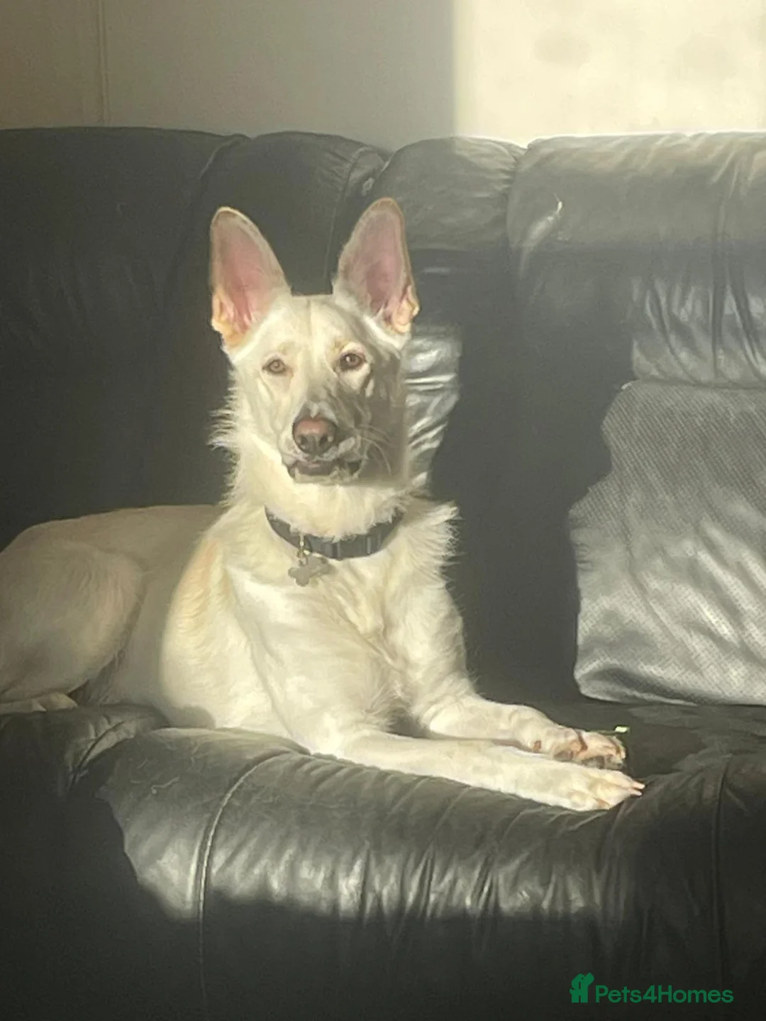 German Shepherd dogs for sale: Nova  - Advert 4