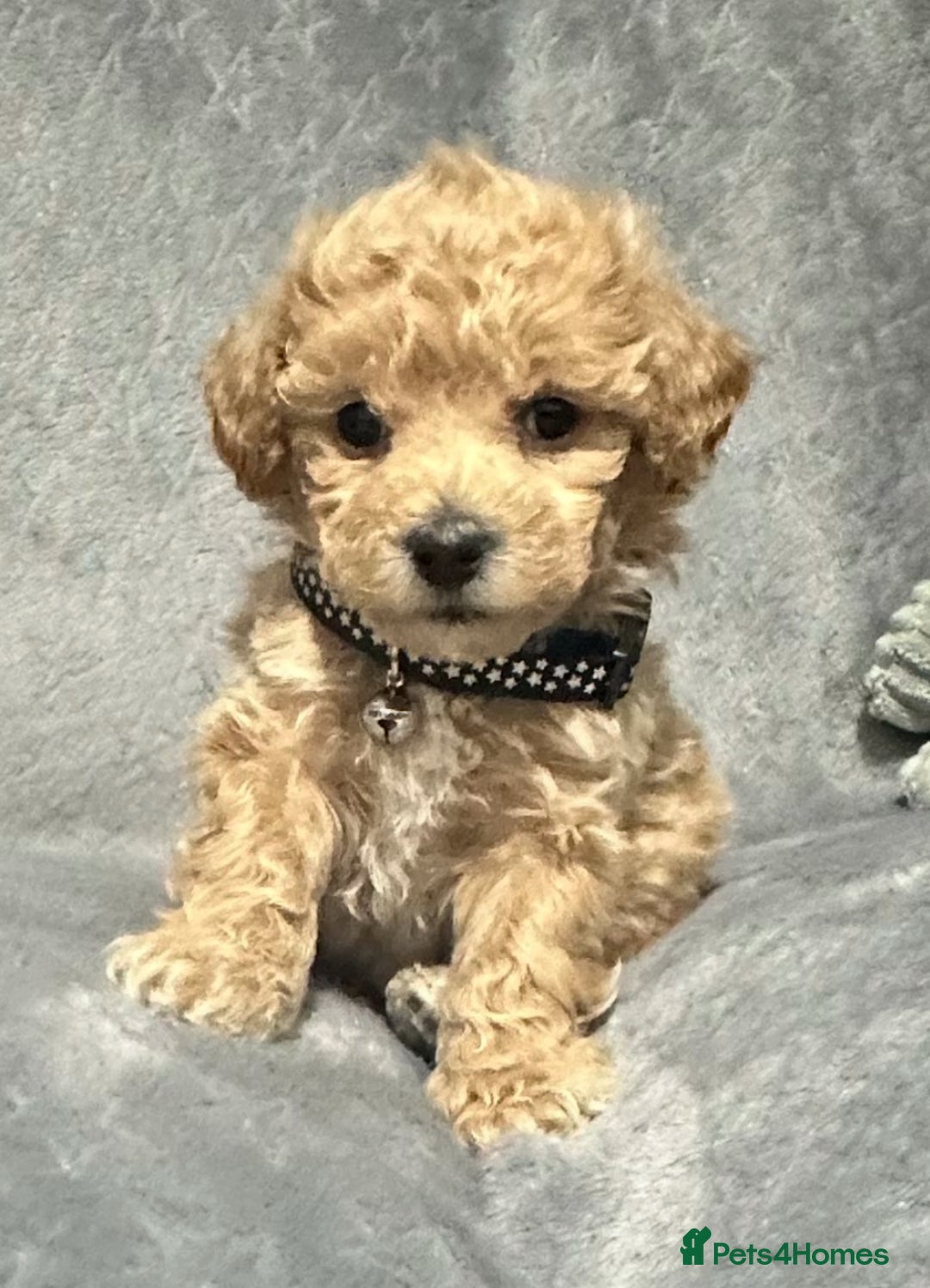 Maltipoo dogs for sale: Gorgeous F1 Toy Maltipoo Puppies  - Advert 18