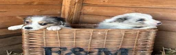 Border Collie dogs for sale: Blue merl border collies  - Advert 7