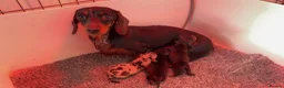 Miniature Dachshund dogs for sale: 3 Male Mini Smooth Haired Dachshund Puppies - Advert 6