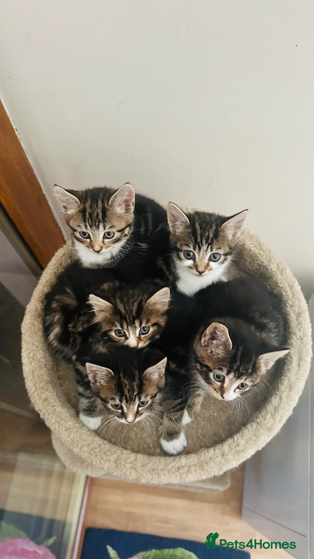 British Shorthair cats for sale: Adorable Kittens Looking for Loving Homes - Advert 2
