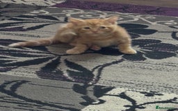 Mixed Breed cats for sale: 3 gorgeous ginger kittens READY NOW - Image 4