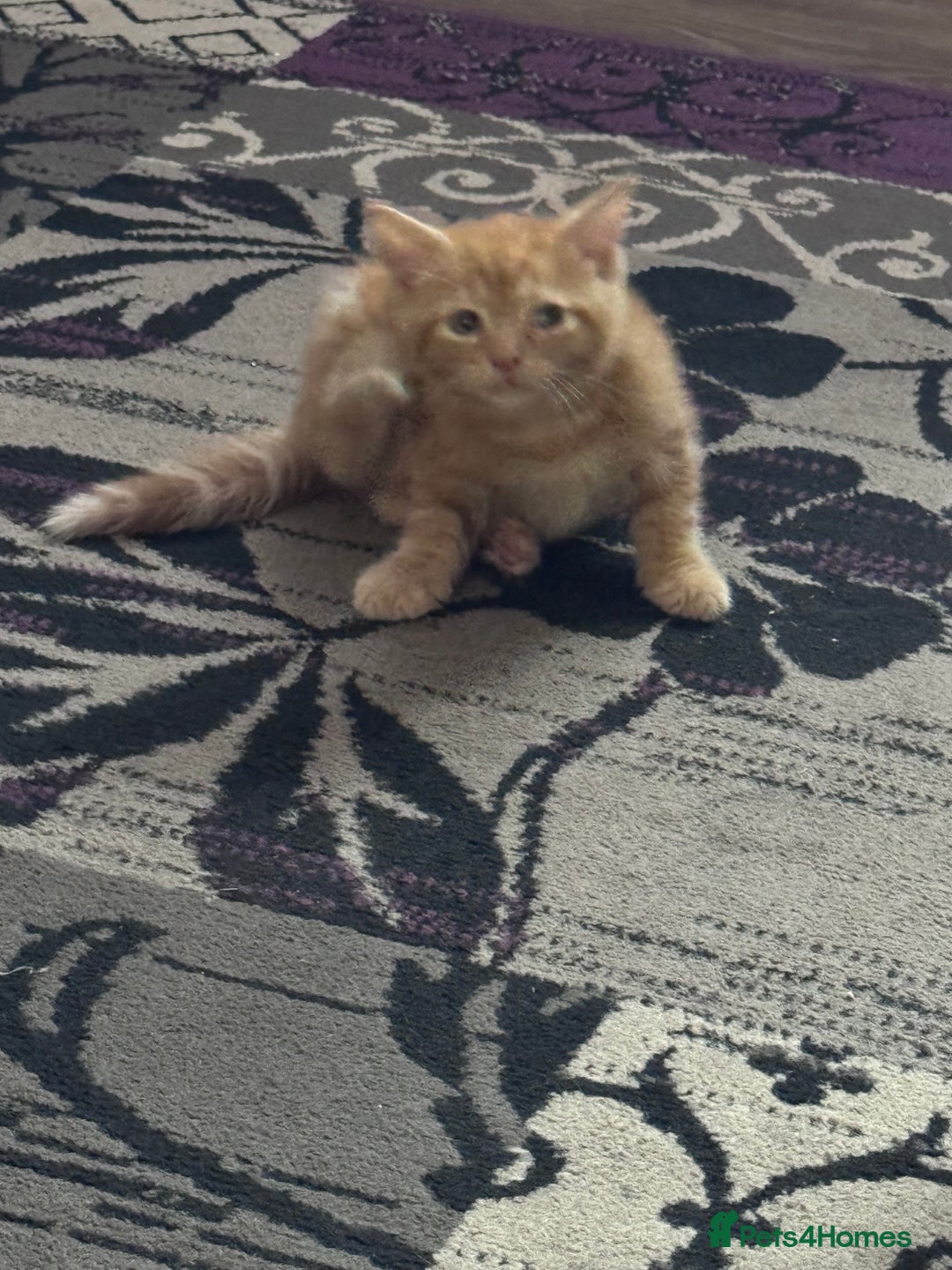 Mixed Breed cats for sale: 3 gorgeous ginger kittens READY NOW - Image 4
