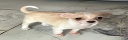 Chihuahua dogs for sale: Gorgeous tiny Chihuahua babies - Advert 22