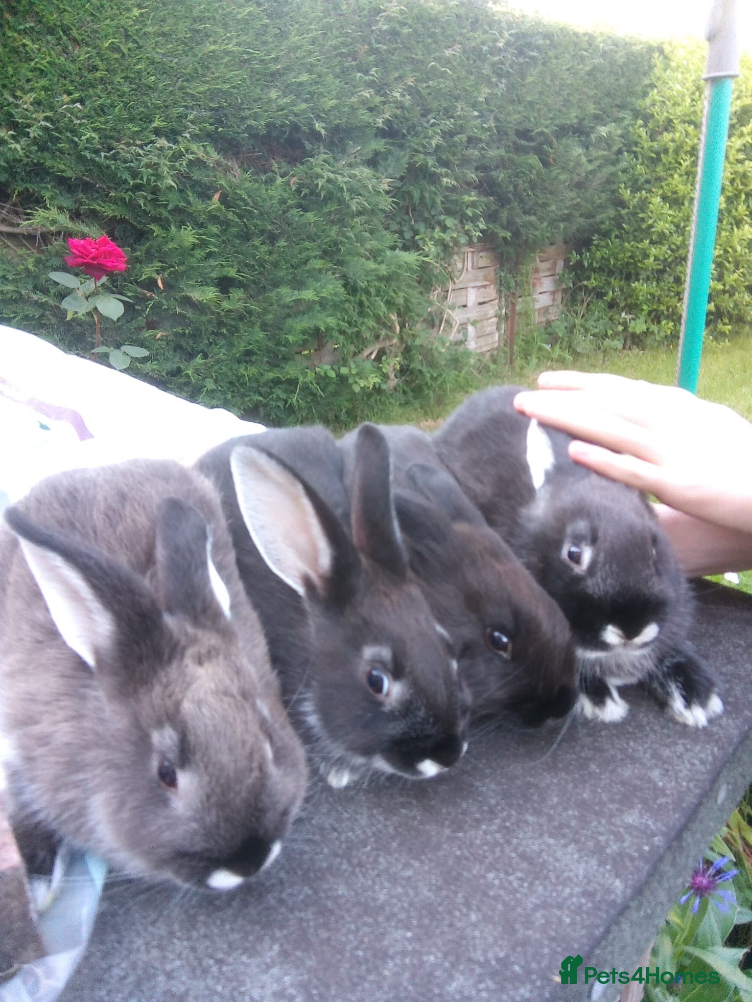 Sable rabbits Baby sable rabbits - Advert 1
