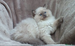 Ragdoll cats for sale: GCCF PET/ACTIVE KITTENS CHAMPION IMP BLOODLINES - Image 25