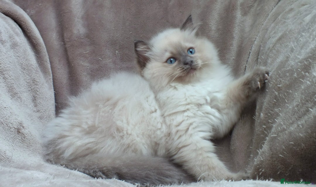 Ragdoll cats for sale: GCCF PET/ACTIVE KITTENS CHAMPION IMP BLOODLINES - Image 25