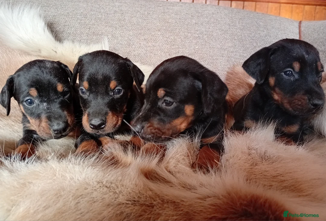 Mixed Breed dogs for sale: Champ KC registered Doberman & Beaceron puppies. - Advert 1