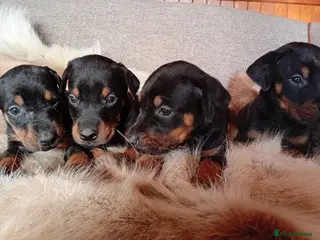 Mixed Breed dogs Champ KC registered Doberman & Beaceron puppies. - Advert 1