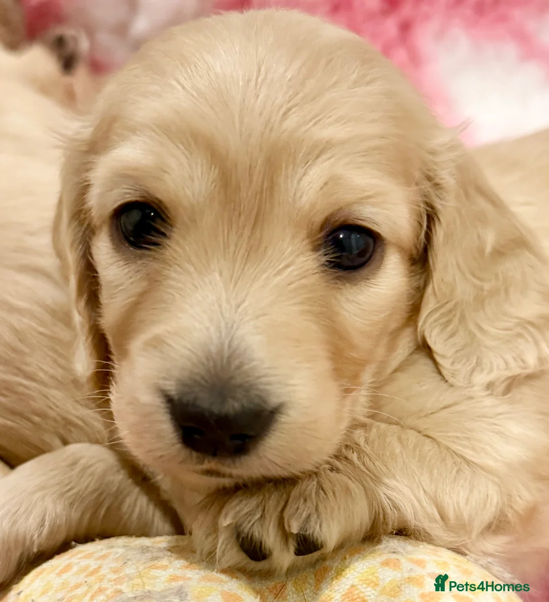 Miniature Dachshund dogs for sale: Beautiful miniature long haired cream dachshunds  - Advert 6