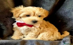 Maltipoo dogs for sale: F1 gorgeous maltipoo puppies - Image 10
