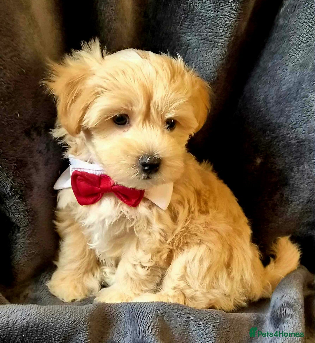 Maltipoo dogs for sale: F1 gorgeous maltipoo puppies - Image 10