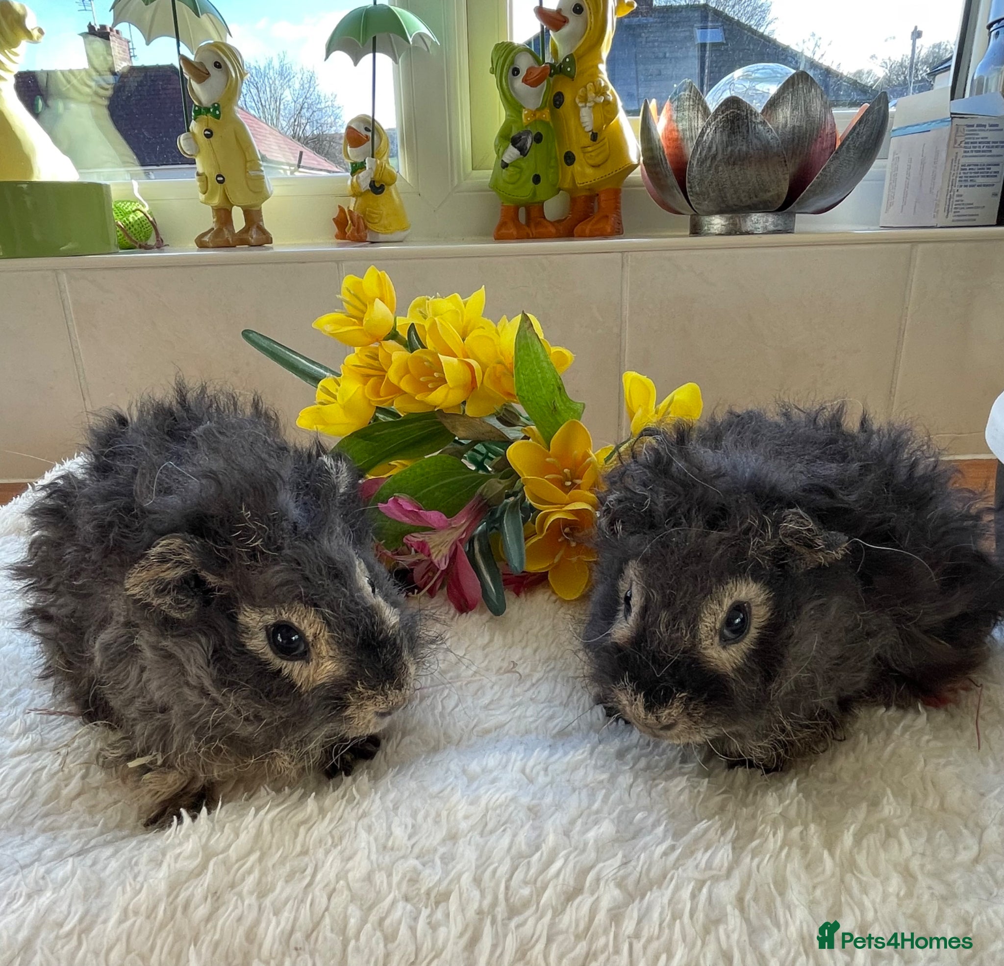 Guinea Pig rodents Pure bred Lunkarya guinea pigs  - Advert 2