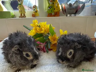 Guinea Pig rodents Pure bred Lunkarya guinea pigs - Advert 2