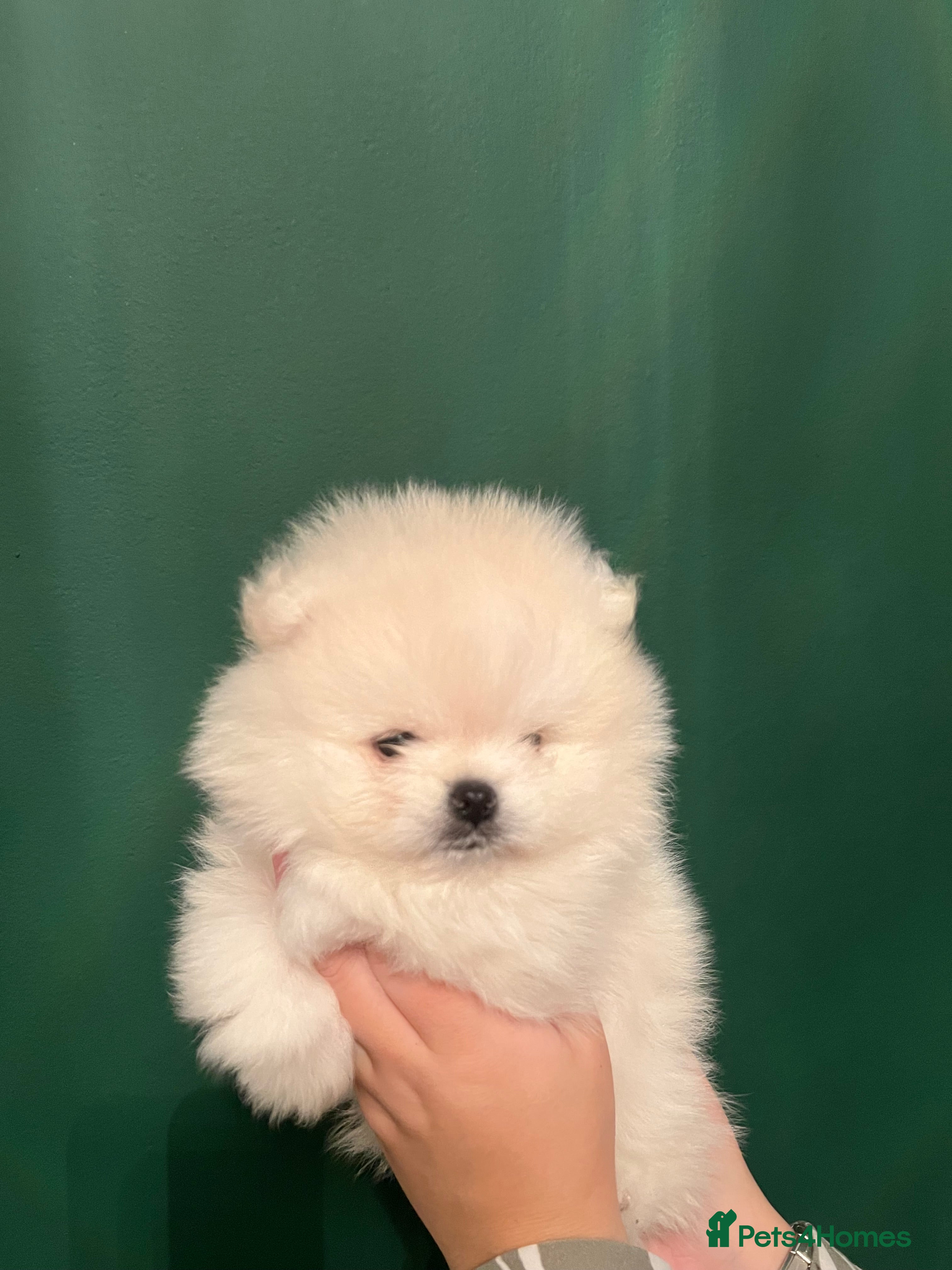 Pomeranian dogs Beautiful White Pomeranian Puppy  - Advert 5