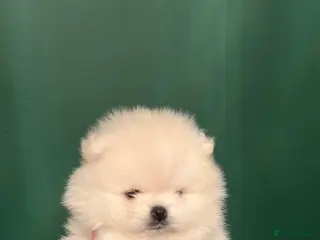 Pomeranian dogs Beautiful White Pomeranian Puppy - Advert 5