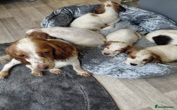Sprocker dogs for sale: *BEAUTIFUL SPROKER PUPPIES * - Advert 5