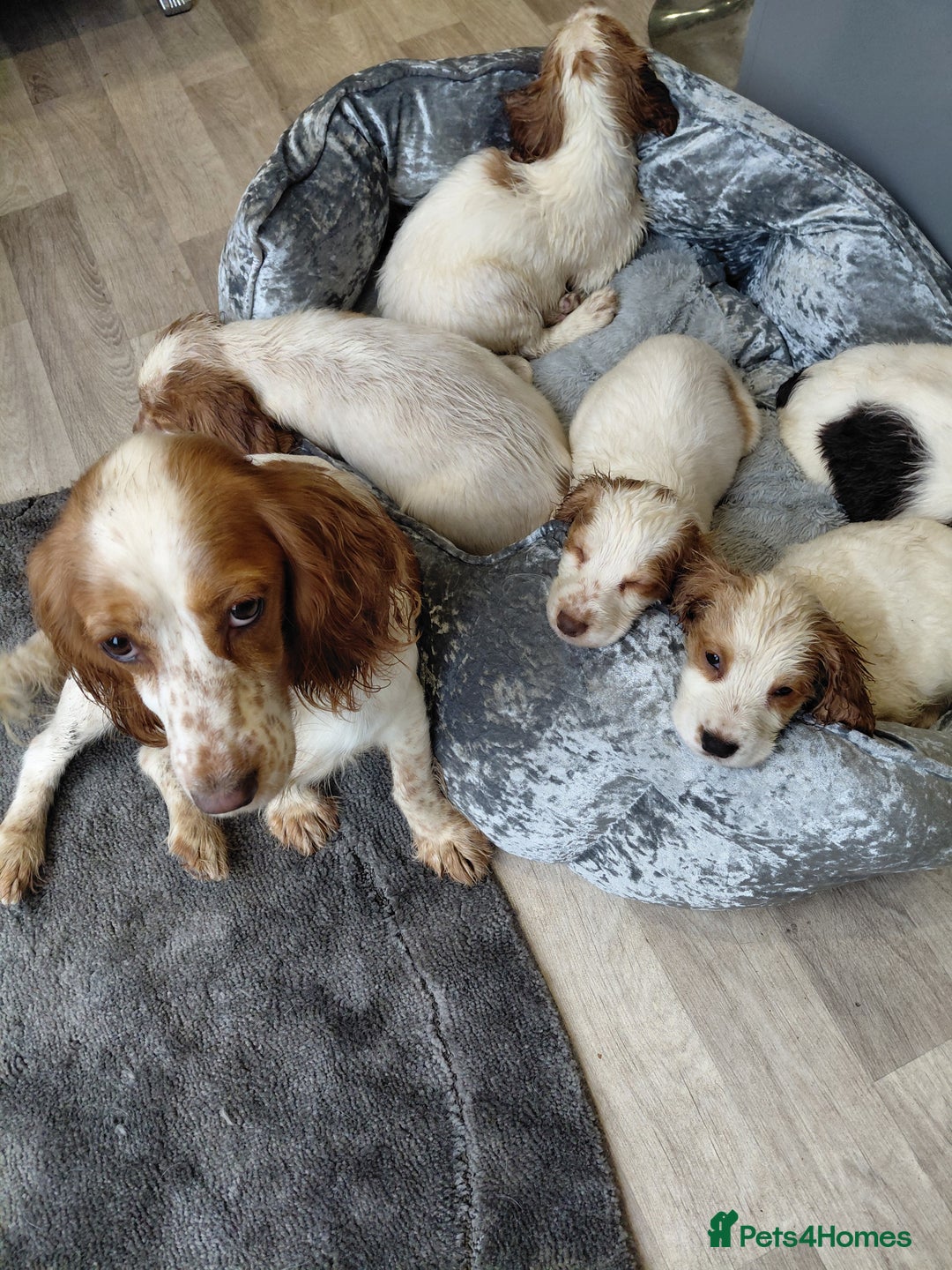 Sprocker dogs for sale: *BEAUTIFUL SPROKER PUPPIES * - Advert 5