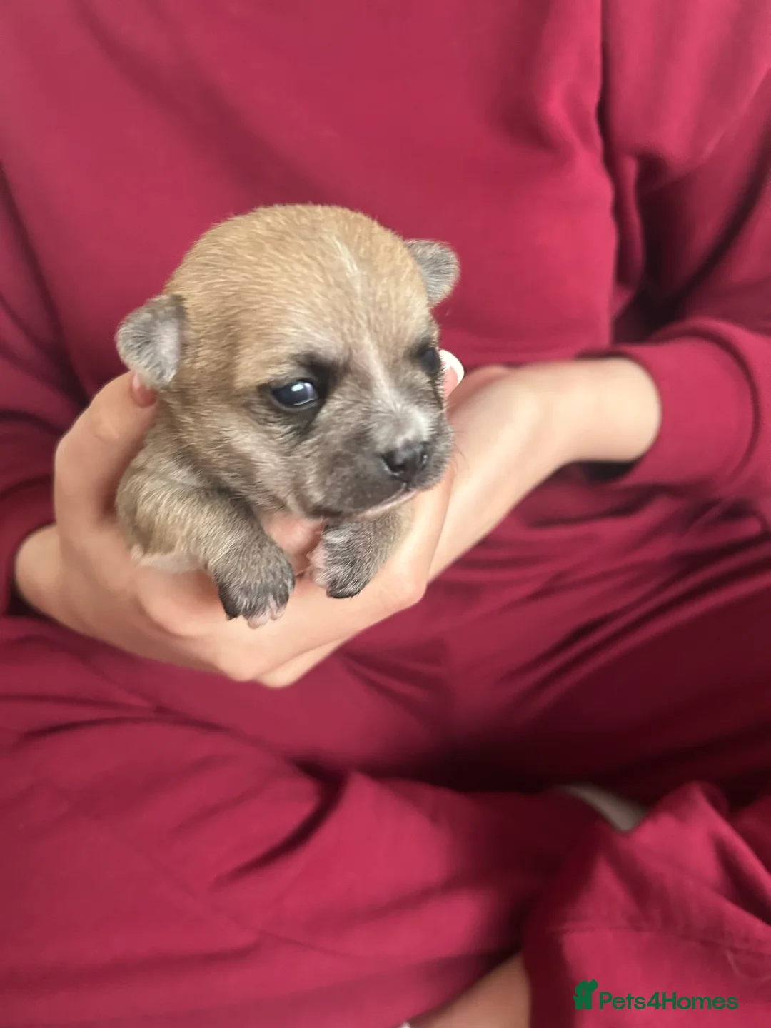 Pomchi dogs for sale: Beautiful Pomchi girls - Advert 17
