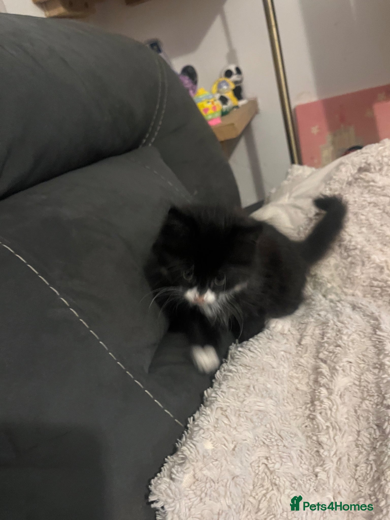 Mixed Breed cats Beautiful Fluffy Tux kitten  - Advert 16