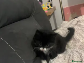 Mixed Breed cats Beautiful Fluffy Tux kitten - Advert 16