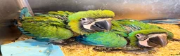Macaws birds for sale: Milligold Macaw Babies – Two Females Available in Louth - Advert 1