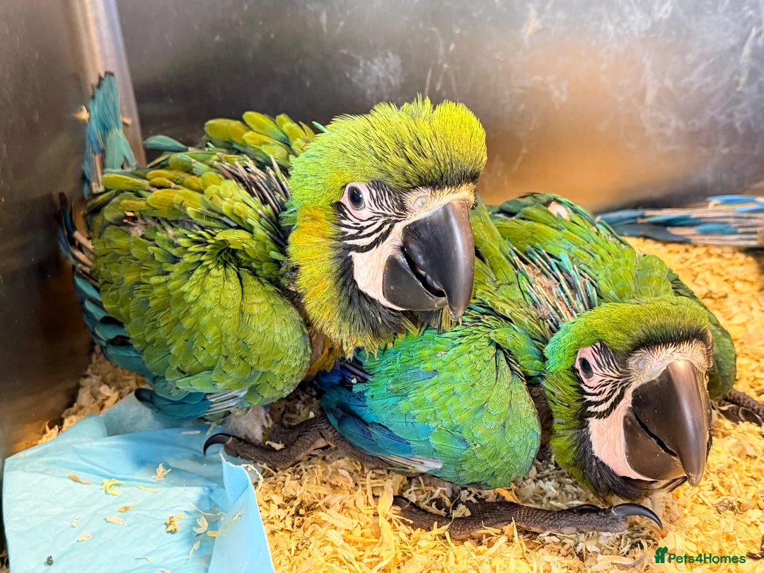 Macaws birds for sale: Milligold Macaw Babies – Two Females Available in Louth - Advert 1