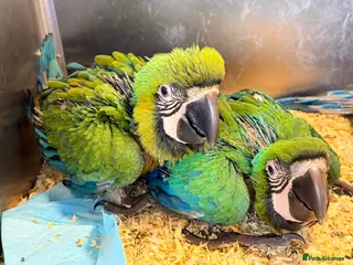 Macaws birds Milligold Macaw Babies – Two Females Available - Advert 17