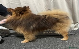 Pomeranian dogs for stud: Chocolate Pomeranian for stud   - Advert 4