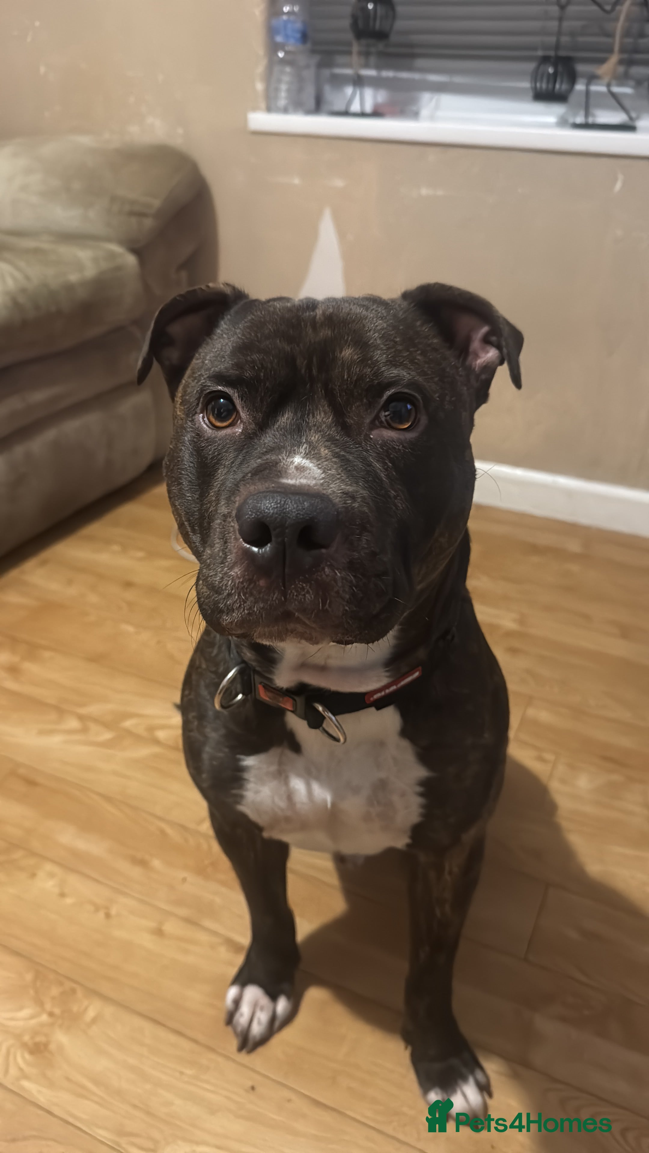 Mixed Breed dogs Brindle staff  - Advert 15