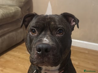 Mixed Breed dogs Brindle staff - Advert 10