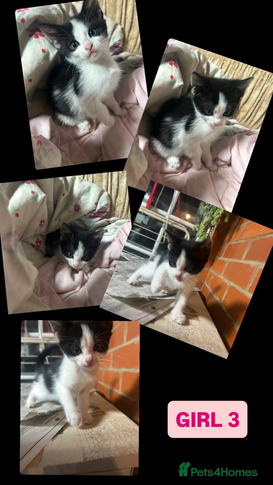 Korat cats for sale: 3 beautiful kittens for sale!!! - Advert 5