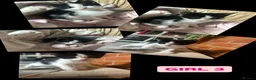 Mixed Breed cats for sale: 3 beautiful kittens for sale!!! - Advert 5