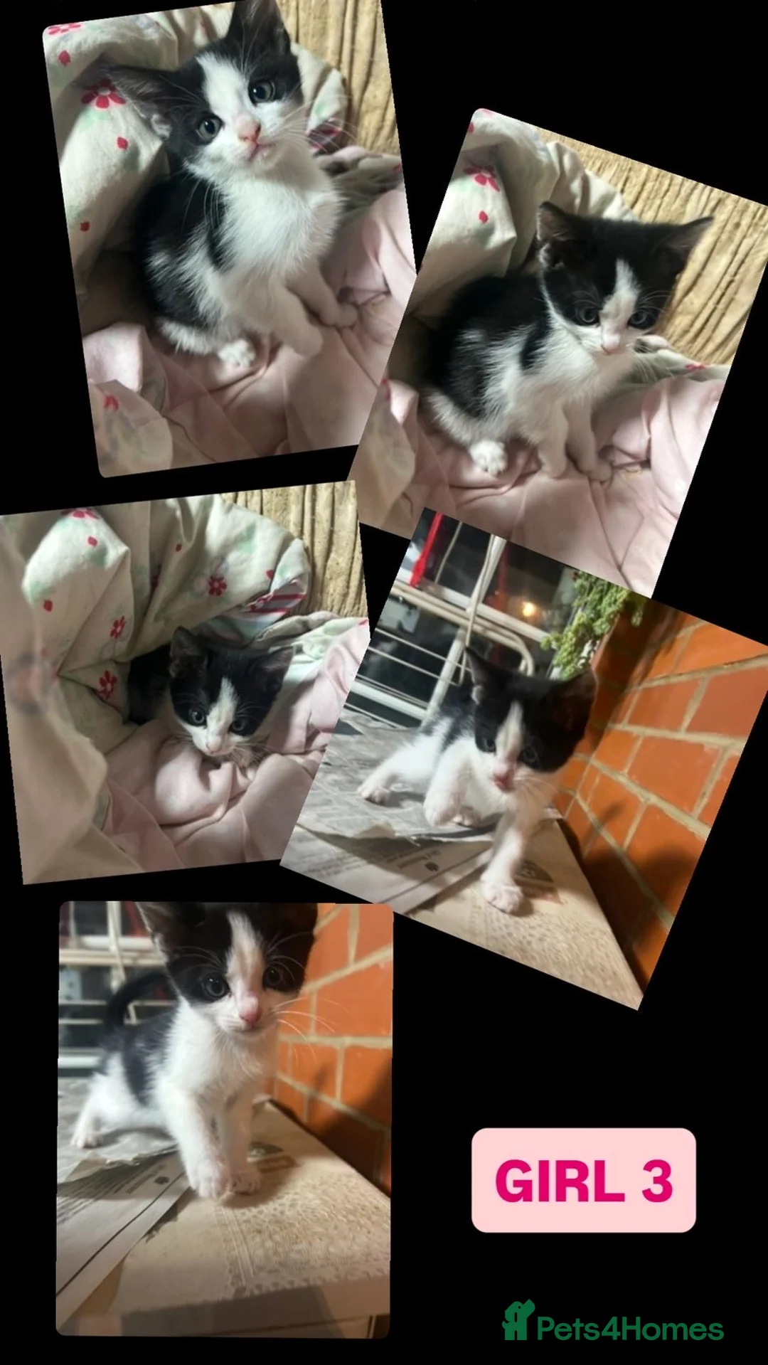 Mixed Breed cats for sale: 3 beautiful kittens for sale!!! - Advert 5