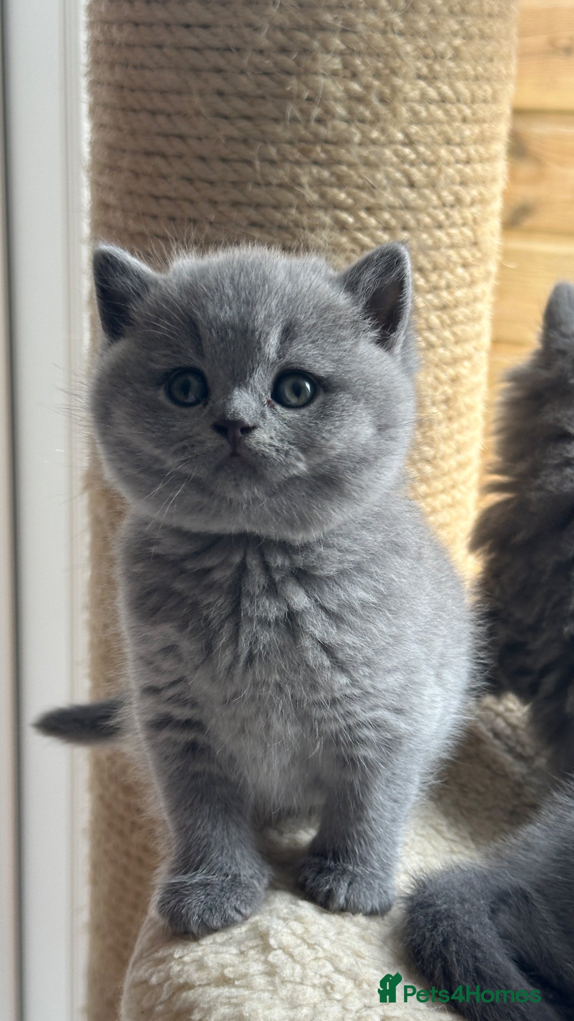 British Shorthair cats Exception quality,Champion bloodlines GCCF/TICA🏆 - Advert 2