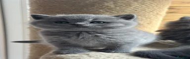 British Shorthair Kitten 3