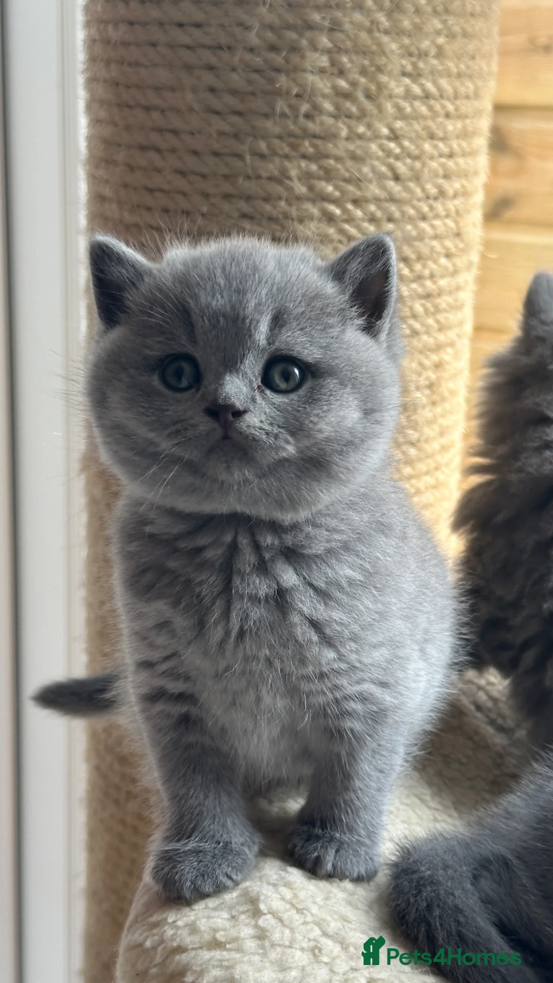 British Shorthair cats for sale: Exception quality,Champion bloodlines GCCF/TICA🏆 - Advert 1