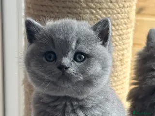 British Shorthair cats Exception quality,Champion bloodlines GCCF/TICA🏆 - Advert 2